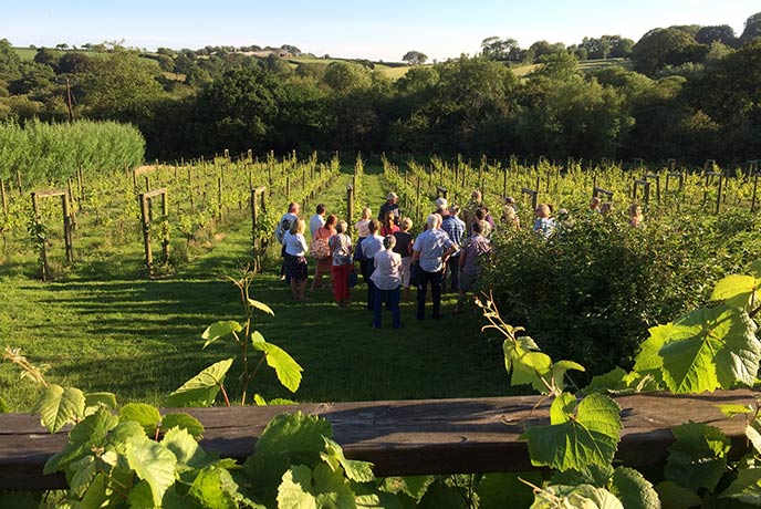 vineyard tours cornwall